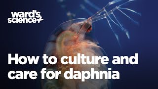 Caring and Culturing for Daphnia [upl. by Azitram]