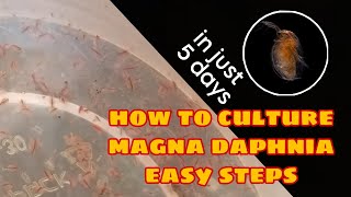 How to Culture Magna Daphnia Easily [upl. by Prendergast]