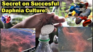 How to Culture Daphnia Successfully [upl. by Anifled839]