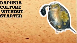 HOW TO CULTURE DAPHNIA NATURALLY WITHOUT A STARTER [upl. by Assirrac]