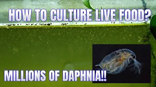 How to Culture Daphnia Secret Method to Breed MILLIONS  Simply Aquatic [upl. by Orvie]