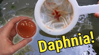 How I Culture Daphnia In Outdoor Tubs [upl. by Ayimat]