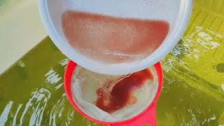 How to culture daphnia  Daphnia culture  How to grow daphnia outdoor [upl. by Gautious]