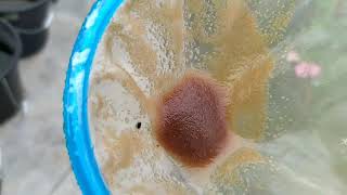 How to culture daphnia moina in a small container Part 1 English Subtitle [upl. by Oinotnaocram]