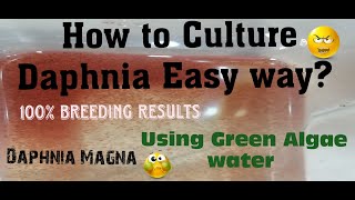 Daphnia MagnaHow to Culture Daphnia Easy wayCulturing Daphnia using Green water Daphnia [upl. by Ellehcan]