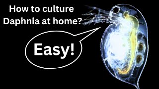 BEST Live Fish Food Beginner guide How to Culture Daphnia at home [upl. by Kenon659]