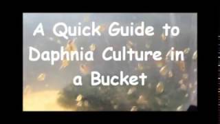 How to culture daphnia outside [upl. by Blunk443]