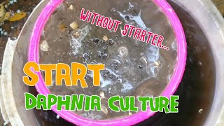 How to culture daphnia moina the easy way 1  Starting the Daphnia culture [upl. by Manny908]