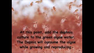 Daphnia  How to grow daphnia in your home [upl. by Anilec]