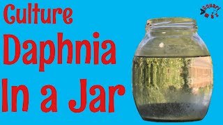 How to Culture Daphnia in a Jar [upl. by Liauqram]