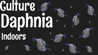 How to Culture Daphnia [upl. by Hareemas]