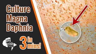 How to culture DAPHNIA MAGNA  The easy way [upl. by Ardnossak]