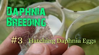 Daphnia Culture made simple and easy 3  Hatching Daphnia eggs [upl. by Schonthal84]