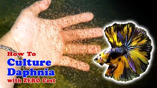 How to Culture Daphnia with ZERO Cost  Unlimited Live Food For Our Fish [upl. by Emerej]