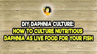 DIY Daphnia Culture How to Culture Nutritious Daphnia as Live Food for Your Fish [upl. by Aneles]