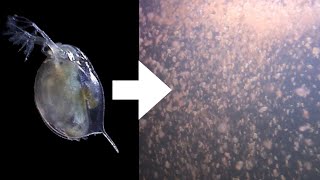 How I Culture Daphnia [upl. by Thomajan]