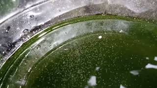 DAPHNIA MOINA CULTURE IN A SMALL BUCKET [upl. by Alin73]