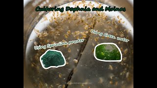 How To Culture Daphnia and Moinas using Green Water Spirulina powder [upl. by Nivrag]