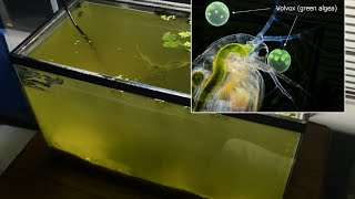 Raising Daphnia for the Freshwater Aquarium [upl. by Rosalia350]