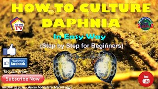 HOW TO CULTURE DAPHNIA In Easy Way [upl. by Maynord]